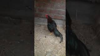 gallo asil rajah murg [upl. by Antipas870]