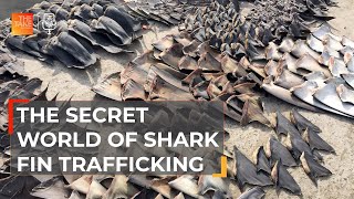 Tracing the illicit trail to shark fin soup  The Take [upl. by Ocana]