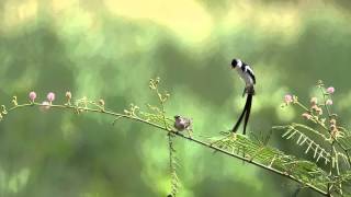 Pintailed Whydah dances to impress [upl. by Violeta]