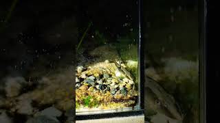 Farlowella Catfish aquariumhobby aquaholic aquarium [upl. by Jodi842]