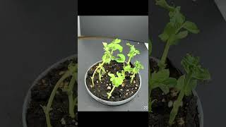 Pea Time lapse [upl. by Ardnnek75]