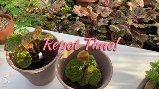 How to Repot Begonia  Steves Leaves Begonia  Tips and Tricks  mylittlejungle plantita [upl. by Carlick]