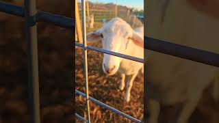 My Katahdin Sheep friends [upl. by Dinsdale]