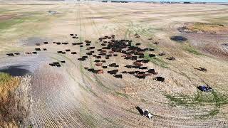 Drenbroks Cattle Drive Sept 282024 [upl. by Noek]