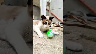 Cats playing with Ball 😻 cat catvideos kucing kucinglucu gatos meow billi shorts [upl. by Carroll13]