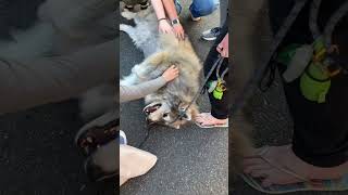 BIG FLUFFY TAMASKAN 🐶🐶  THE CHINATOWNINTERNATIONAL DISTRICT NIGHT MARKET SEATTLE WA 092124 [upl. by Enalahs]