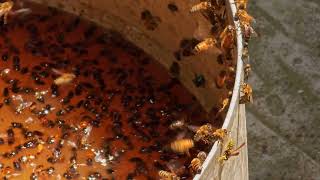 Bees and Flies Swarming Around Fermentation Residue in a Bucket [upl. by Aehtrod]