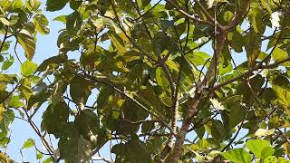 Leucistic red whiskered bulbul joined by its partner on Valentines Day at Port Blair South Andaman [upl. by Kessia714]