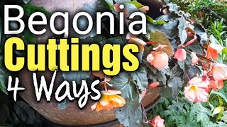 How to Propagate Begonia Cuttings by Stem and Leaf Cuttings  Gardening for Beginners [upl. by Wiener]