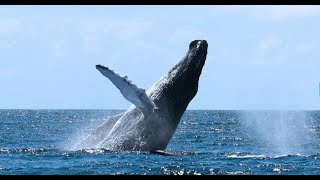 Ballenas Jorobadas en Samana  Santuario [upl. by Neral]