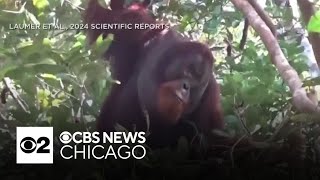 Wild orangutan observed treating wound with medicinal plant [upl. by Wat]