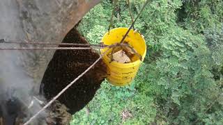 Penurunan madu tualang gunung jerai realhoney [upl. by Vinni933]