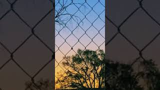 Tree 🌳 blowing in the wind through fence during the Evening Sunset [upl. by Leone]