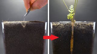 CARROT Growing from Seed Time Lapse  100 Days [upl. by Anelem]