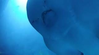 목탁수구리 close up 상어가오리 shark ray bowmouth guitarfish in aquarium [upl. by Rekyr903]