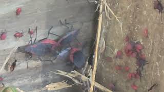 Fence Belongs to the Boxelder Bugs [upl. by Tiertza]