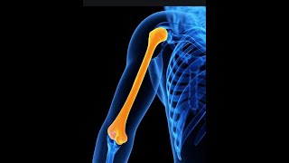 ANATOMIE FMPM OSTEOLOGIE MSUP LHUMERUS [upl. by Ahearn]