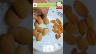 how to grow almond tree from seeds [upl. by Burrow]