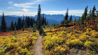 Fall mushroom foraging and hiking in Washington  White Pass  Pilot Ridge Loop 92124 [upl. by Jarus]