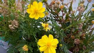 692  How to collect n save Candytuft and Calendula seed Hindi Urdu 22318 [upl. by Lodnar654]