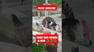 Turkey bird farming in india 🦃shorts turkeyfarm birds [upl. by Llehcam]