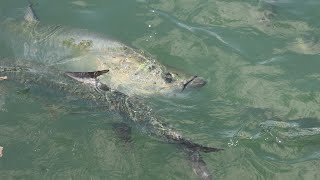 Tarpon feeding at Key West marina [upl. by Farly]