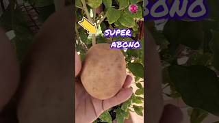 SUPER ABONO CASERO para plantas hecho con insumos al alcance de tu mano 🏠 [upl. by Adnomar]