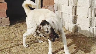 KANGAL KANGAL DOG CRAZY [upl. by Lybis841]