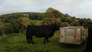 Moving the cows and starting on the ragwort [upl. by Drahcir31]