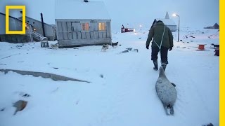 Meat Helped Inuits Survive for Generations  National Geographic [upl. by Harahs606]