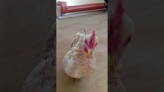 Coq Serama chante pour vous [upl. by Aihsiek964]