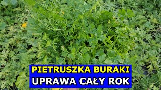 Uprawa Pietruszki Buraków PRZEZ CAŁY ROK Marchew Seler Pietruszka Zbiory Całoroczne infouprawa [upl. by Attiuqal609]