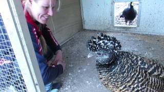 Kara Sun amp Curassows at quotKim Willems farmquot [upl. by Cele]