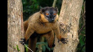 Cute Jumping Indri Lemurs  Madagascar  BBC Earth [upl. by Enihpled18]