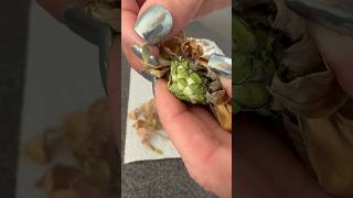 Harvesting Zinnia Seeds Aeroponics Hydroponics TheFreshPrincess CutFlowerGarden [upl. by Chamberlin417]