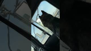 Trucker dog waiting for a steak nisku alberta husky hotshot [upl. by Ottinger]