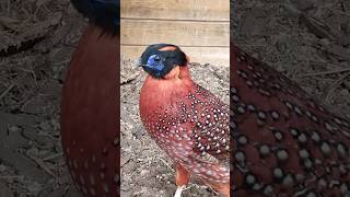 Bażant tragopan tyminek samiec birds birdsaviary aviary animals pheasant tragopan temminckii [upl. by Aicert]