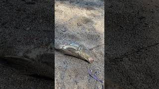 First catch in the first day fishing at Parkes NSW fresh water fish [upl. by Greene256]