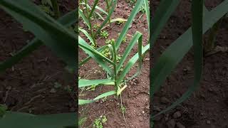 Harvesting garlic scapes gardening [upl. by Ladnar]