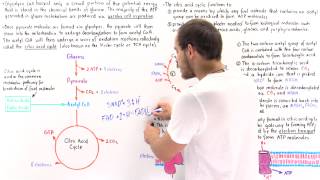 Introduction to Citric Acid Cycle [upl. by Stranger]