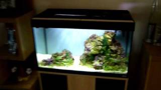 125 litre Planted Marine Aquarium [upl. by Ebehp]