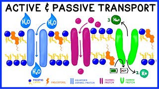 Active vs Passive Transport Compare and Contrast [upl. by Ennoirb]