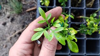 I Accidentally Discovered a Better Tasting Trifoliate Orange The Next Poncirus [upl. by Leone473]