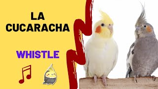 LA CUCARACHA with WHISTLE Cockatiel Singing Training  Bird Whistle  Parrot Practice [upl. by Nasar204]