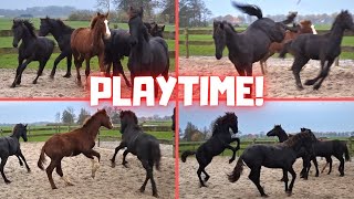 PLAYTIME Rising Star⭐ is the youngest of 5  Friesian Horses [upl. by Evans]