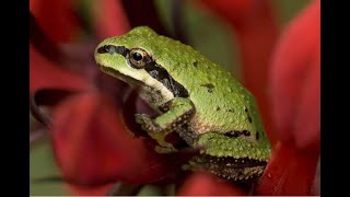 Pacific Tree Frog That Says quotRibbitquot [upl. by Ikceb236]