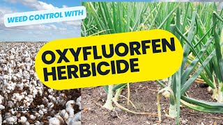 Effective Weed Control with Oxyfluorfen Herbicide for Crops amp NonCrop Areas [upl. by Yadseut]