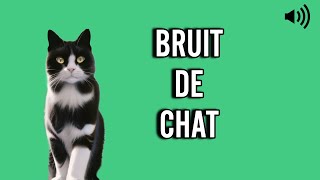 bruit de CHAT 🐱 miaulement [upl. by Elfreda510]