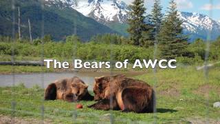 Bears at Alaska Wildlife Conservation Center [upl. by Aevin]