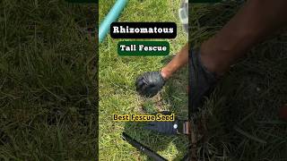 Rhizomatous Tall Fescue to the Rescue shorts lawn [upl. by Asilanom]